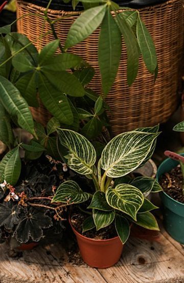 かごと鉢に入った観葉植物